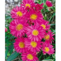 Pflanzen Für Dich Aster novi-belgii 'Royal Ruby' p 1
