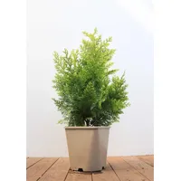 PlantaPro Chamaecyparis lawsoniana 'Ivonne' 40-50 cm - Gelbe Scheinzypresse,