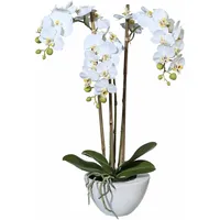 Creativ green »Mini Orchidee«, weiß