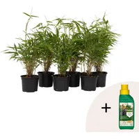 Plant in a Box - Bambus - 6 Stk