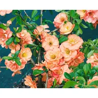 Pflanzen Für Dich Chaenomeles 'Orange Trail' P 9