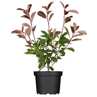 Pflanzen Für Dich Photinia fraseri 'Red Robin', Glanzmispel, rot,