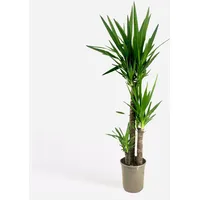 Plant in a Box - Palmlilie - Yucca elephantipes
