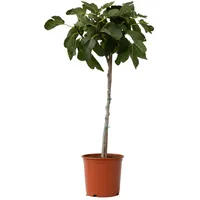 Plant in a Box - Ficus Carica Höhe 70-90cm