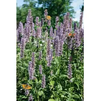 Pflanzen Für Dich Agastache rugosa 'Black Adder' p 1
