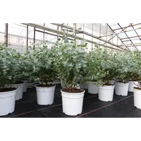 Grünwaren 2 Stück Eucalyptus Gunni Gunnii Busch Kugel Eukalyptusbaum,