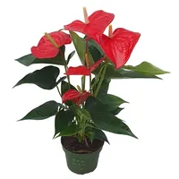 Plant in a Box - Flamingoblume Anthurium 'Royal Champion'