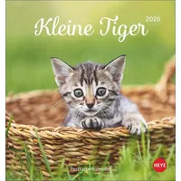 Heye Katzen Postkartenkalender Kleine Tiger 2026