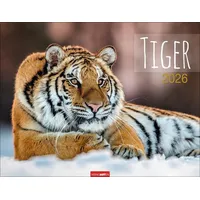 Weingarten Tiger Kalender 2026
