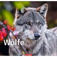 Weingarten Wölfe Kalender 2026
