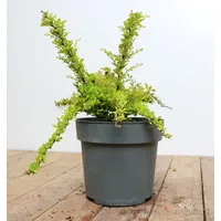 Pflanzen Für Dich Berberis thunbergii 'Sunsation', Gelbbunte Heckenberberitze, 20–25
