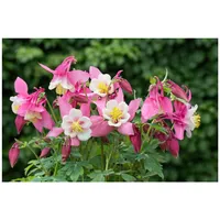 Pflanzen Für Dich Aquilegia flab.'Spring Magic Rosa-Weiß' Akelei, ca.