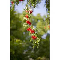 Pflanzen Für Dich Sorbus aucuparia, Vogelbeere, 60–100 cm, robust