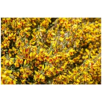 Pflanzen-für-dich.de Cytisus scoparius 'Firefly' 30-40 cm