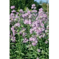 Pflanzen Für Dich Saponaria officinalis Plena Seifenkraut, ca. 9x9