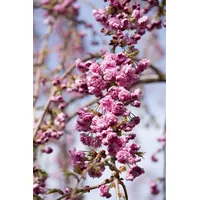 Pflanzen-für-dich.de Prunus serrulata 'Kiku-shidare-zakura' Hängende Kirsche Rosa 60–100 cm