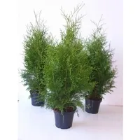 Pflanzen-für-dich.de Thuja occidentalis 'Brabant' 80–100 cm