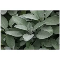 Pflanzen Für Dich Salvia officinalis Würzburg Echter Salbei, ca.