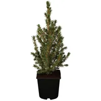 Pflanzen Für Dich Picea glauca 'Conica', Zuckerhutfichte, kompakt, 20–30
