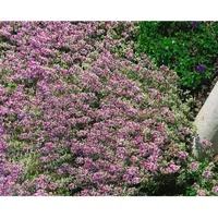 Pflanzen Für Dich Thymus x citriodorus 'Lammefjord' Zitronenthymian, ca.