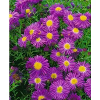 Pflanzen Für Dich Aster novi-belgii Violetta Glattblatt-Aster, ca. 11x11