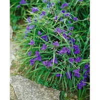 Pflanzen Für Dich Tradescantia x andersoniana Bärbel ca. 9x9