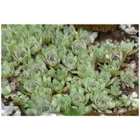 Pflanzen Für Dich Sempervivum tectorum var.glaucum p 0,5