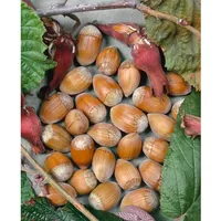 Pflanzen Für Dich Corylus avellana 'Webbs Preisnuß', Haselnuss, 60–100