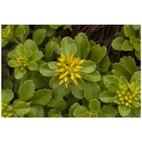Pflanzen Für Dich Sedum floriferum 'Weihenstephaner Gold', Fetthenne, gelb,