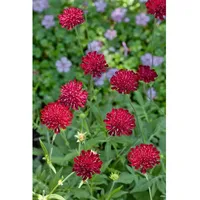 Pflanzen Für Dich Knautia macedonica, Purpur-Witwenblume, purpurrot, ca. 9x9