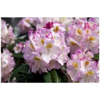 Pflanzen Für Dich Rhododendron Hybr. 'Brigitte', Rhododendron, rosa Blüten,