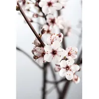 Pflanzen Für Dich Prunus cistena, Blutpflaume, dunkelrot, 60–80 cm