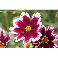 Pflanzen Für Dich Coreopsis rosea Ruby Frost' Mädchenauge Ca.