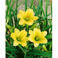Pflanzen Für Dich Hemerocallis X Cult. Green Flutter Taglilie