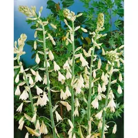 Pflanzen Für Dich Galtonia candicans, Sommerhyazinthe, ca. 9x9 cm