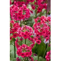 Pflanzen Für Dich Primula japonica 'Millers Crimson', Etagenprimel, ca.