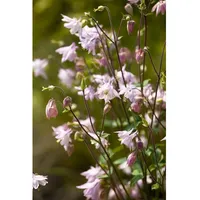 Pflanzen Für Dich Aquilegia vulgaris, Akelei, ca. 9x9 cm