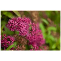 Pflanzen Für Dich Spiraea japonica 'Anthony Waterer', Rote Sommerspiere,