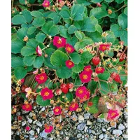 Pflanzen Für Dich Fragaria x ananassa 'Lipstick' -R- P