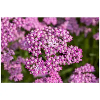 Pflanzen Für Dich Achillea millefolium 'Lilac Beauty', Schafgarbe, ca.