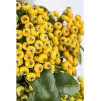 Pflanzen Für Dich Pyracantha 'Soleil d'Or', Feuerdorn, gelb, 100–125
