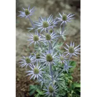 Pflanzen Für Dich Eryngium planum ca. 9x9 cm Topf
