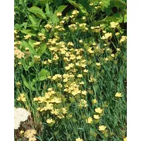 Pflanzen Für Dich Dianthus knappii, Nelke, ca. 9x9 cm