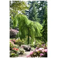 Pflanzen Für Dich Betula pendula 'Youngii', Hängebirke, 60 cm