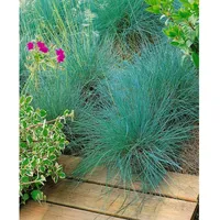 Pflanzen Für Dich Festuca amethystina, Blauschwingel ca. 9x9 cm