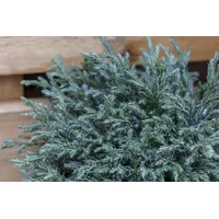 Pflanzen-für-dich.de Chamaecyparis pisifera 'Baby Blue' 2L 20- 30