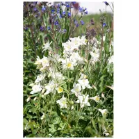 Pflanzen Für Dich Aquilegia vulgaris 'Winky Weiß-Weiß' Akelei ca.