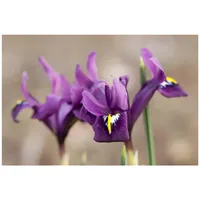Pflanzen Für Dich Iris reticulata Netzblatt-Iris, ca. 9x9 cm