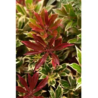 Pflanzen Für Dich Pieris japonica 'Flaming Silver', Japanische Lavendelheide,