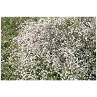 Pflanzen Für Dich Gypsophila paniculata 'Schneeflocke' Schleierkraut, weiß, ca.